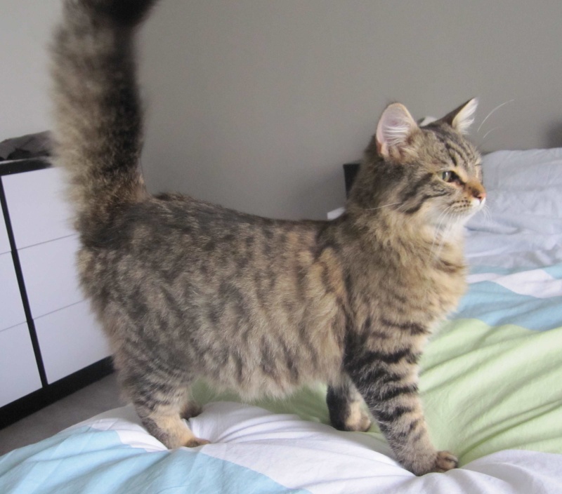 JANELLE, jeune chatte européenne, poils longs tabby fauve, née en novembre 2014 Janell12