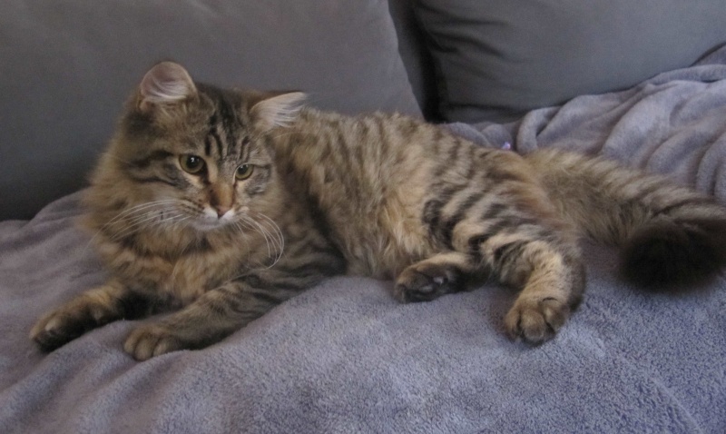 JANELLE, jeune chatte européenne, poils longs tabby fauve, née en novembre 2014 Janell15