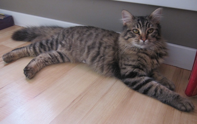 JANELLE, jeune chatte européenne, poils longs tabby fauve, née en novembre 2014 Janell20