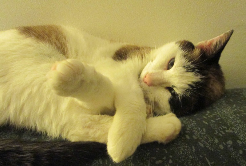 JIXY, jeune chatte croisée siamoise, née en 2014 Jixy_810