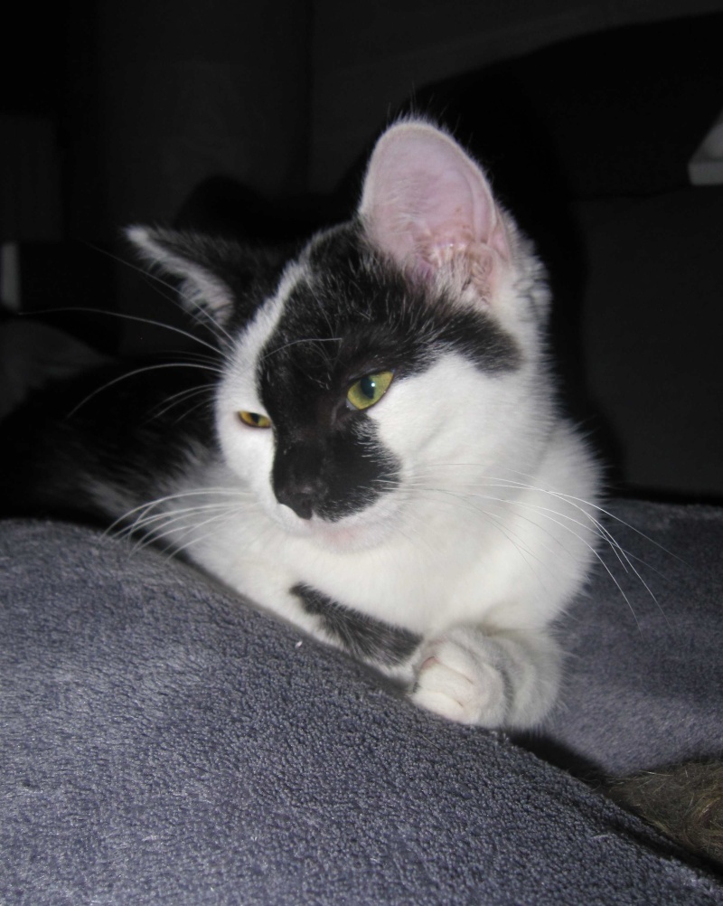 LARA, chatonne européenne, noire & blanche, née en septembre 2015 Lara_310