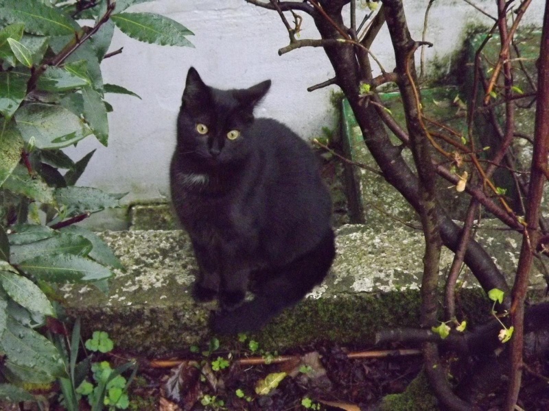 Langy, chaton de type européen noir, né le 01/07/2015 Zorro_10