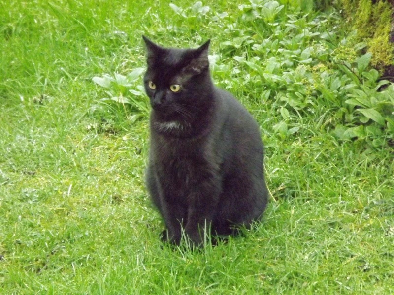Langy, chaton de type européen noir, né le 01/07/2015 Zorro_11