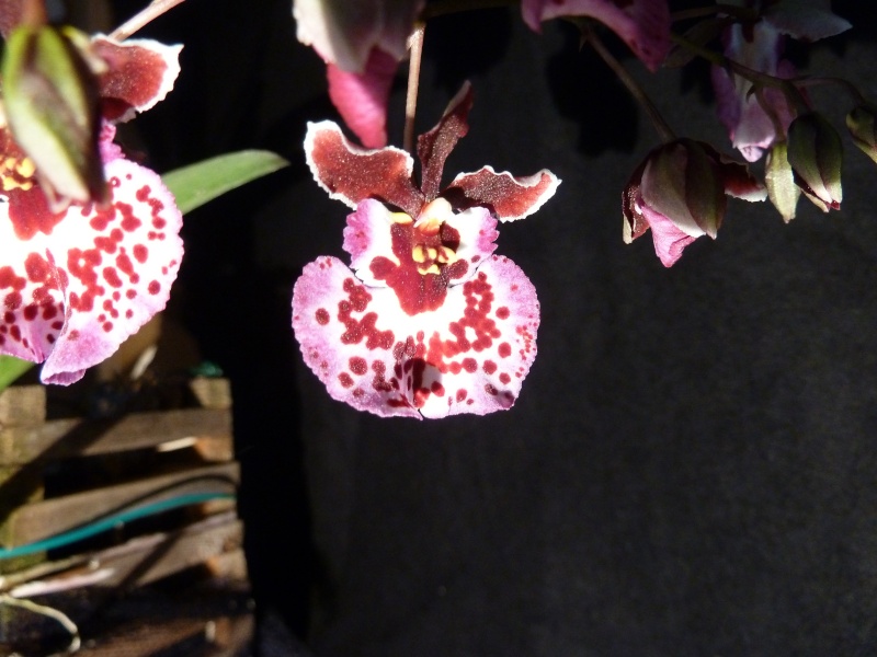 Orchideen 2015 - 2018 Teil 2 - Seite 2 Tolumn15