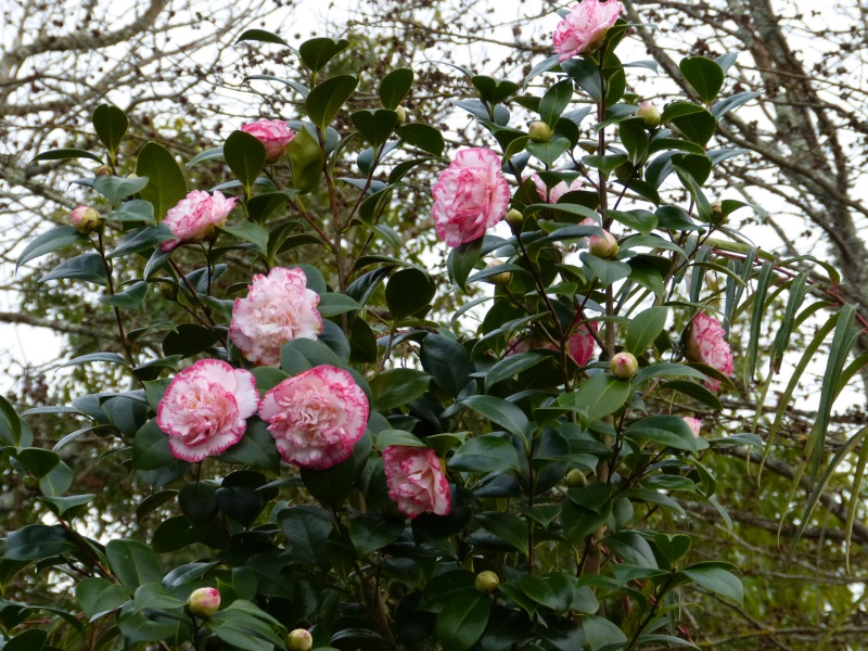 derniers frissons, premiers bourgeons - Page 2 Camell33