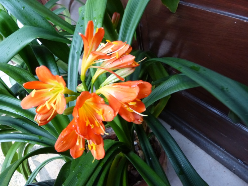 derniers frissons, premiers bourgeons - Page 2 Clivia12