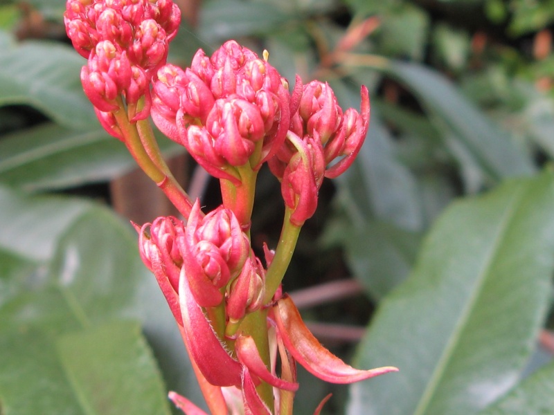 Photinia serrulata Photin11