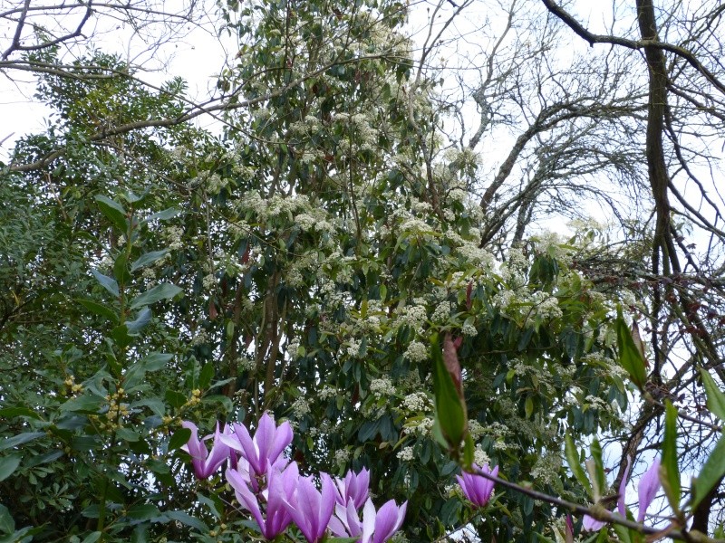 photinia serrulata - Photinia serrulata Photin14