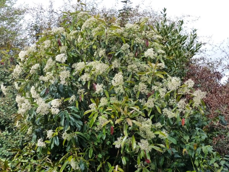 Photinia serrulata Photin15