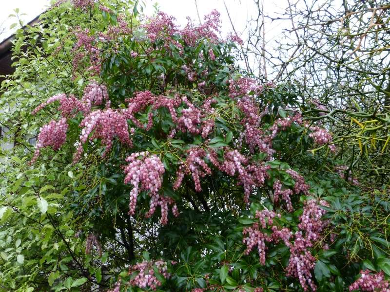 derniers frissons, premiers bourgeons Pieris10