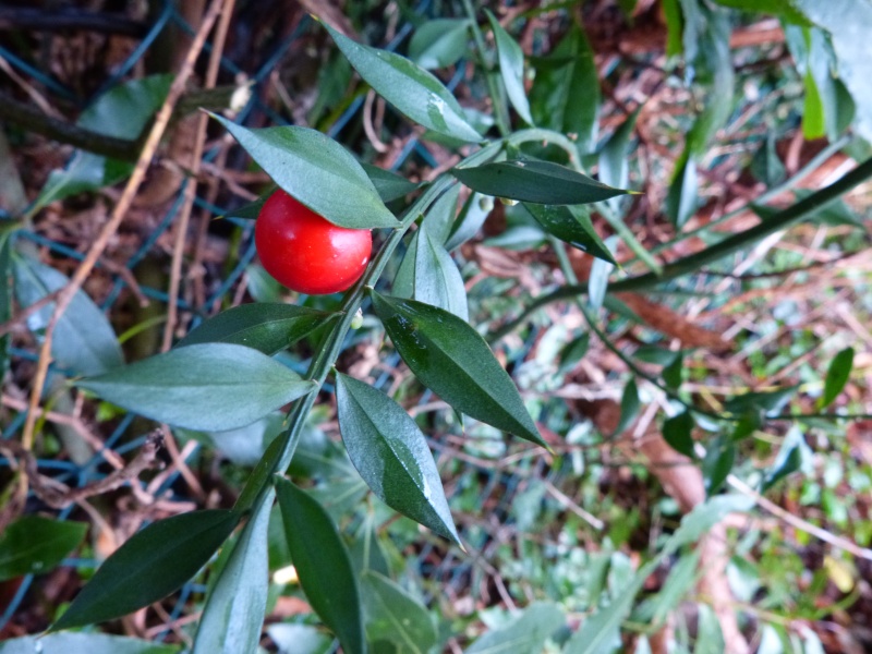 Petits fruits du moment Ruscus11