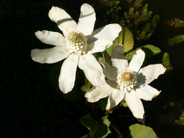 Anemopsis californica - yerba mansa Anemop10