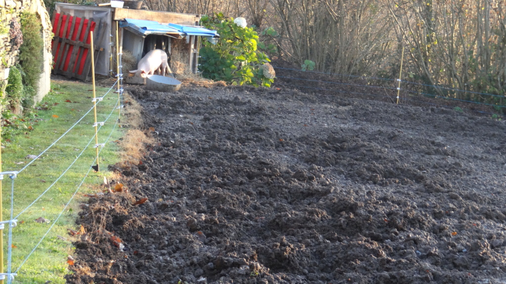 petit  porcelet  au potager  !!   - Page 2 Dsc09324