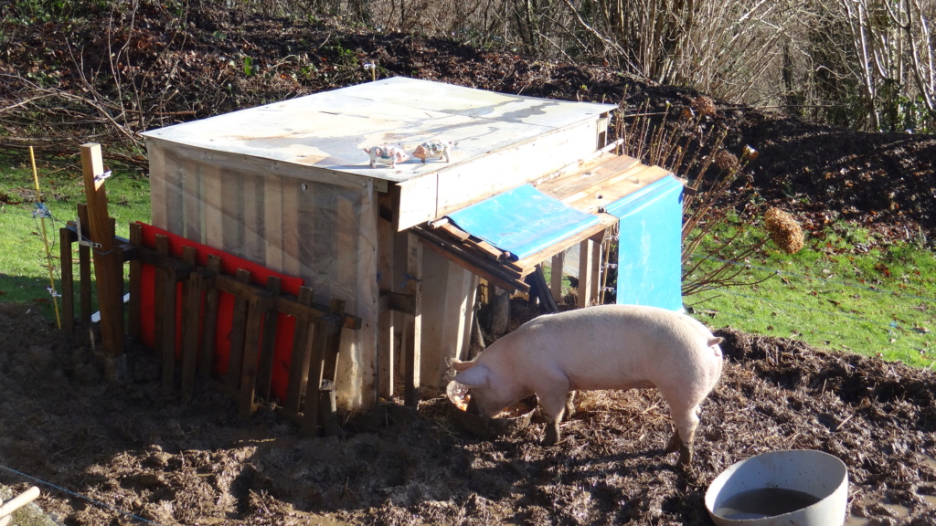 petit  porcelet  au potager  !!   - Page 2 Dsc09411