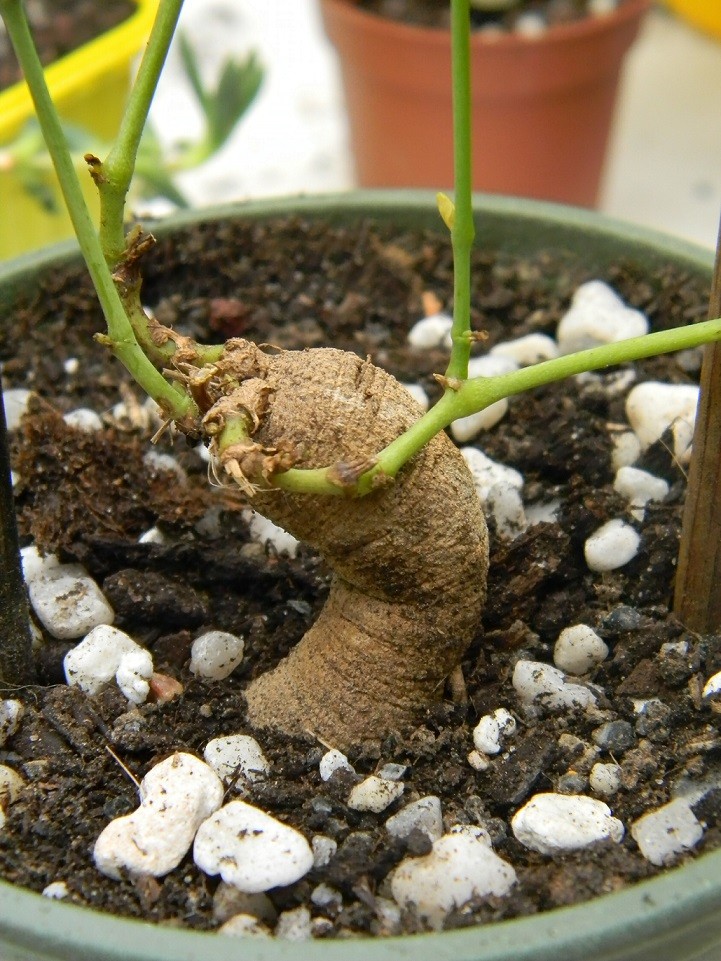 Aristolochia fimbriata  Aris10