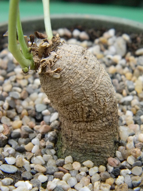 Aristolochia fimbriata  Aris310