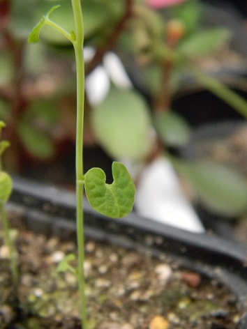 Aristolochia fimbriata  Aris510
