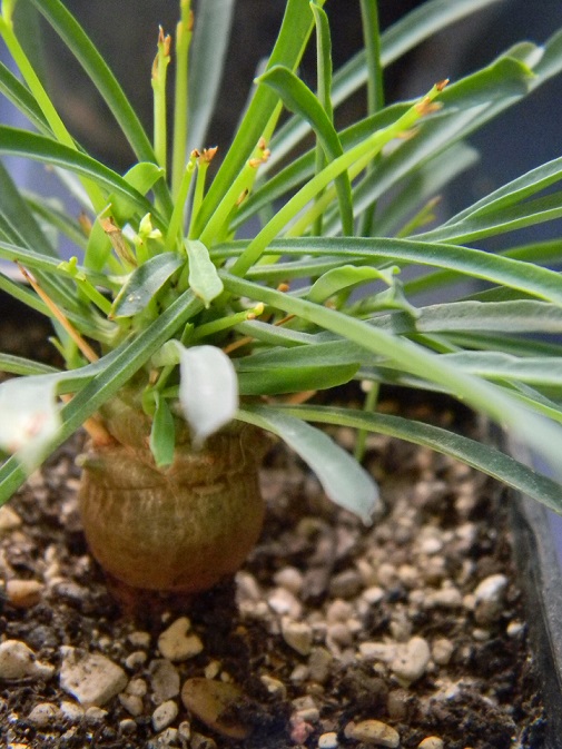 Petite série Euphorbia  Euph011
