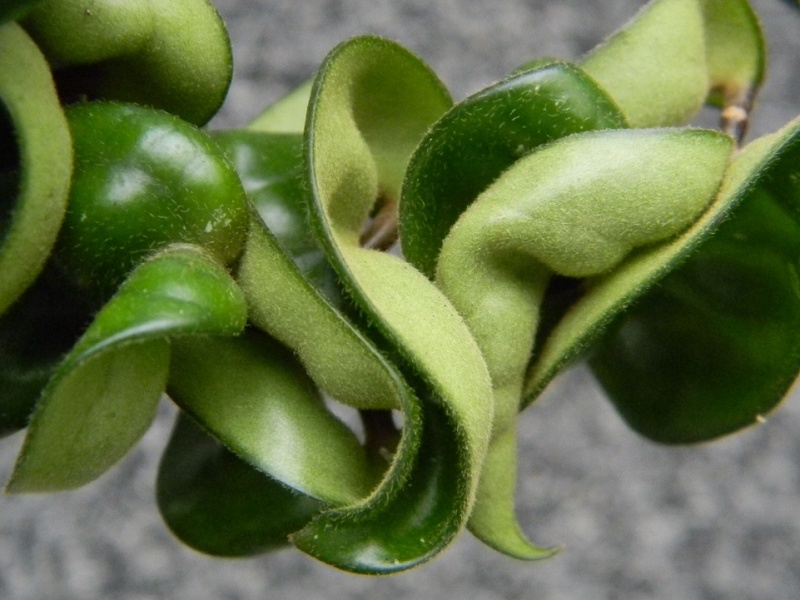 Hoya carnosa 'Compacta' Hoa510