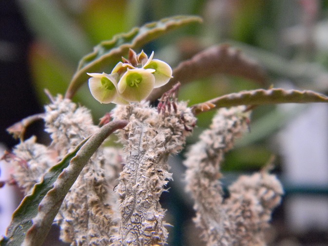 Petite série Euphorbia  Hyb610