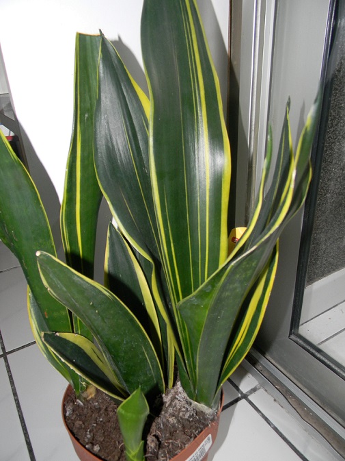 Sansevieria  Sans2110