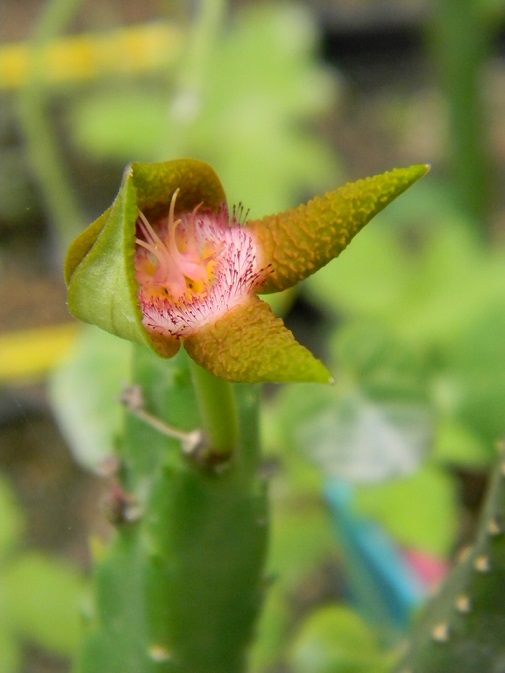 Stapelia flavopurpurea f. jaune Stape10