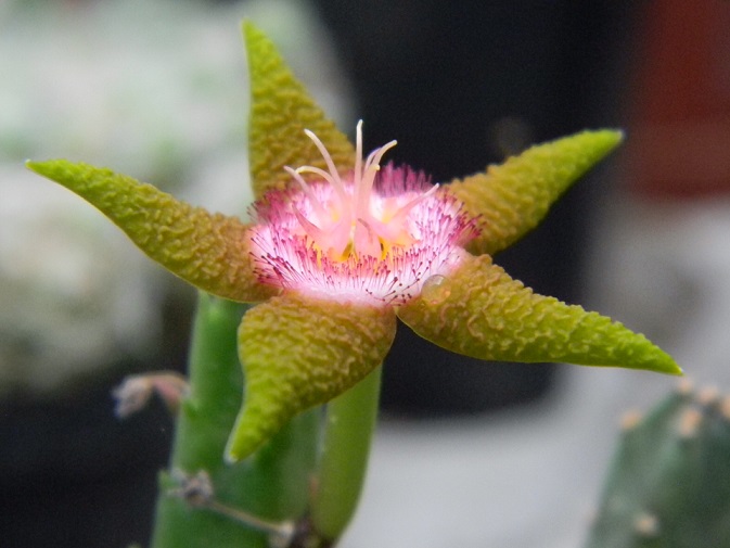 Stapelia flavopurpurea f. jaune Stape210