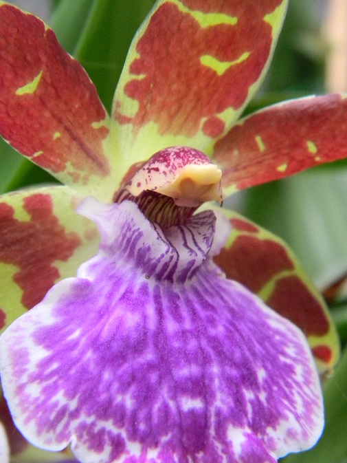 orchidées - floraisons du moment 2015 - Page 9 Viol111
