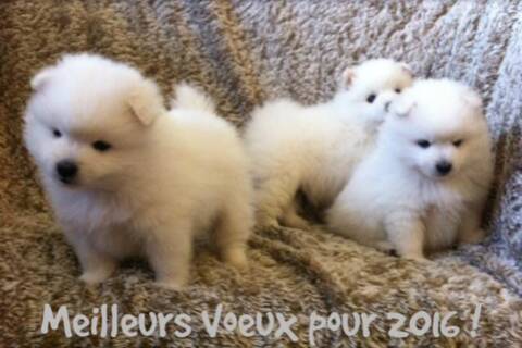 Bebes Spitz Japonais Bebes Spitz Japonais