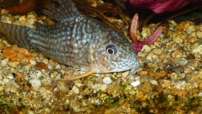 corydoras sterbai malade Cory_g13