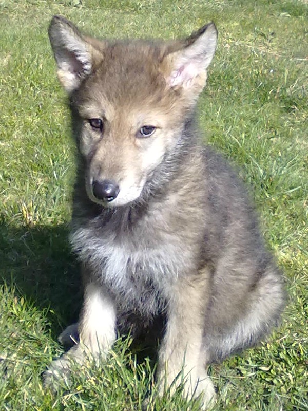 Comment j'en suis arrivée à avoir un chien loup tchèque ! Bb10