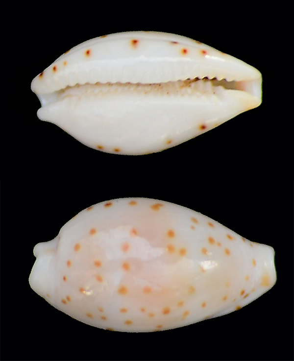 Ransoniella punctata trizonata (G. B. Sowerby II, 1870) Dsc_5012