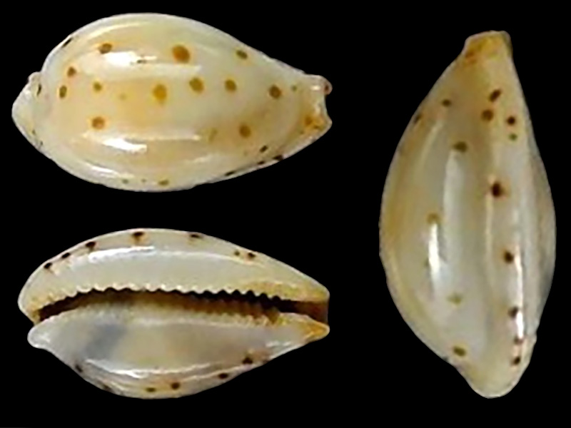 Ransoniella punctata trizonata (G. B. Sowerby II, 1870) Notadu10