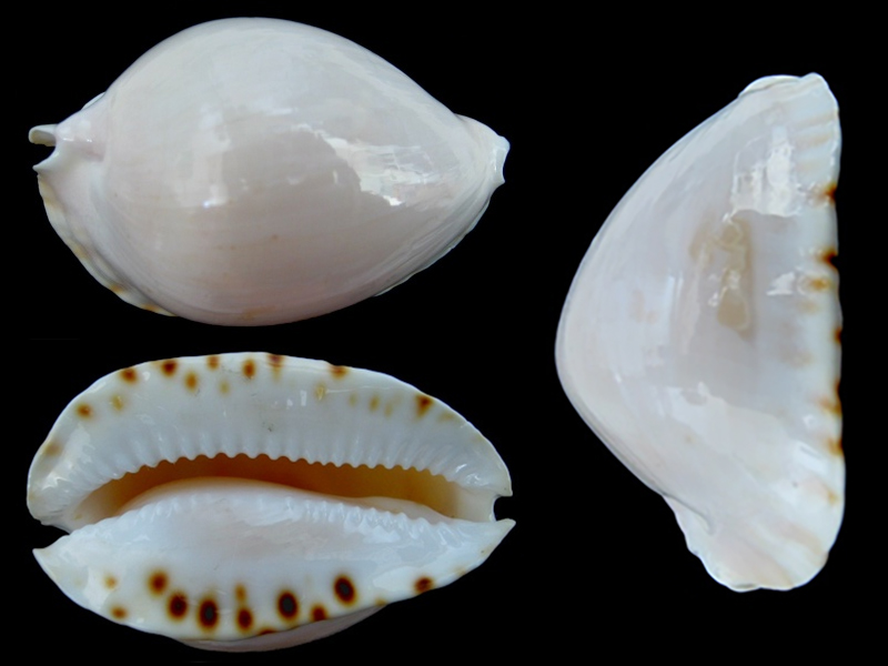 Zoila marginata albanyensis - L. Raybaudi, 1985 Zoila_34
