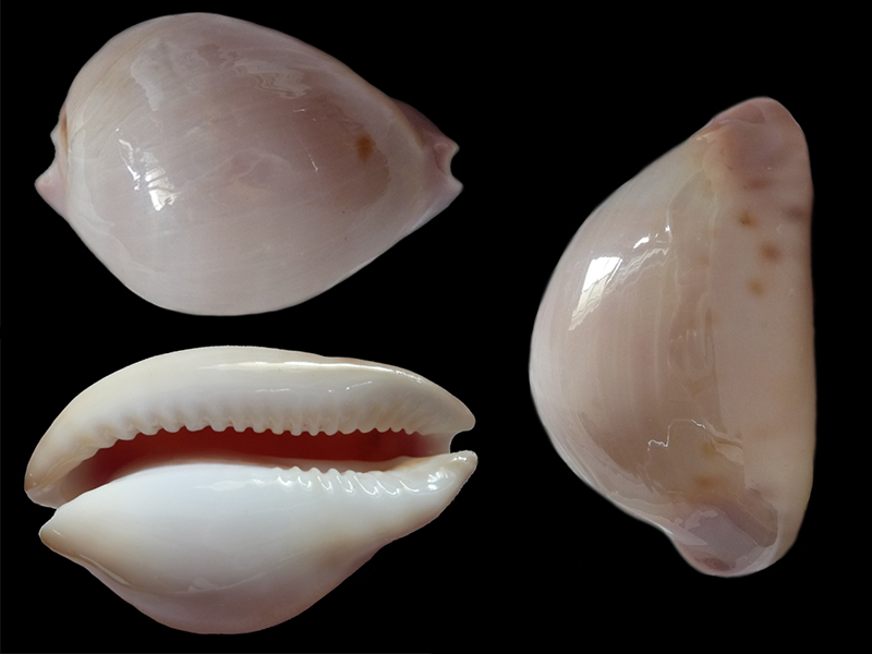 Zoila venusta roseoimmaculata - Raybaudi, 1985 Zoila_38