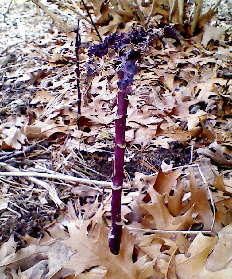 Kale & Parsnip Question Img_2042