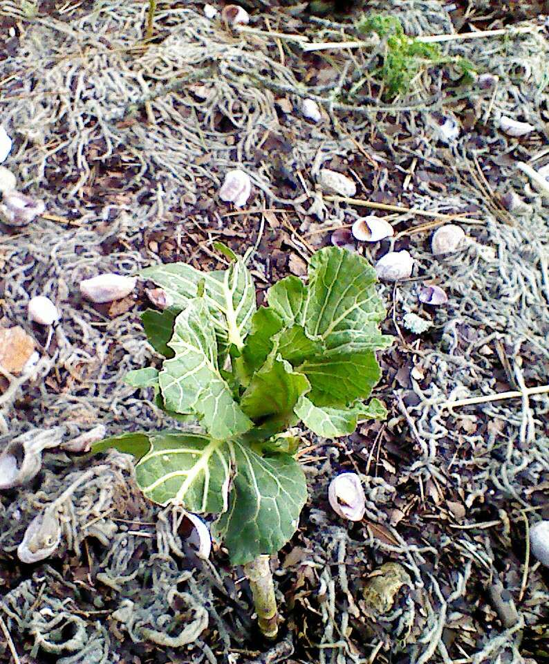 Kale & Parsnip Question Img_2043