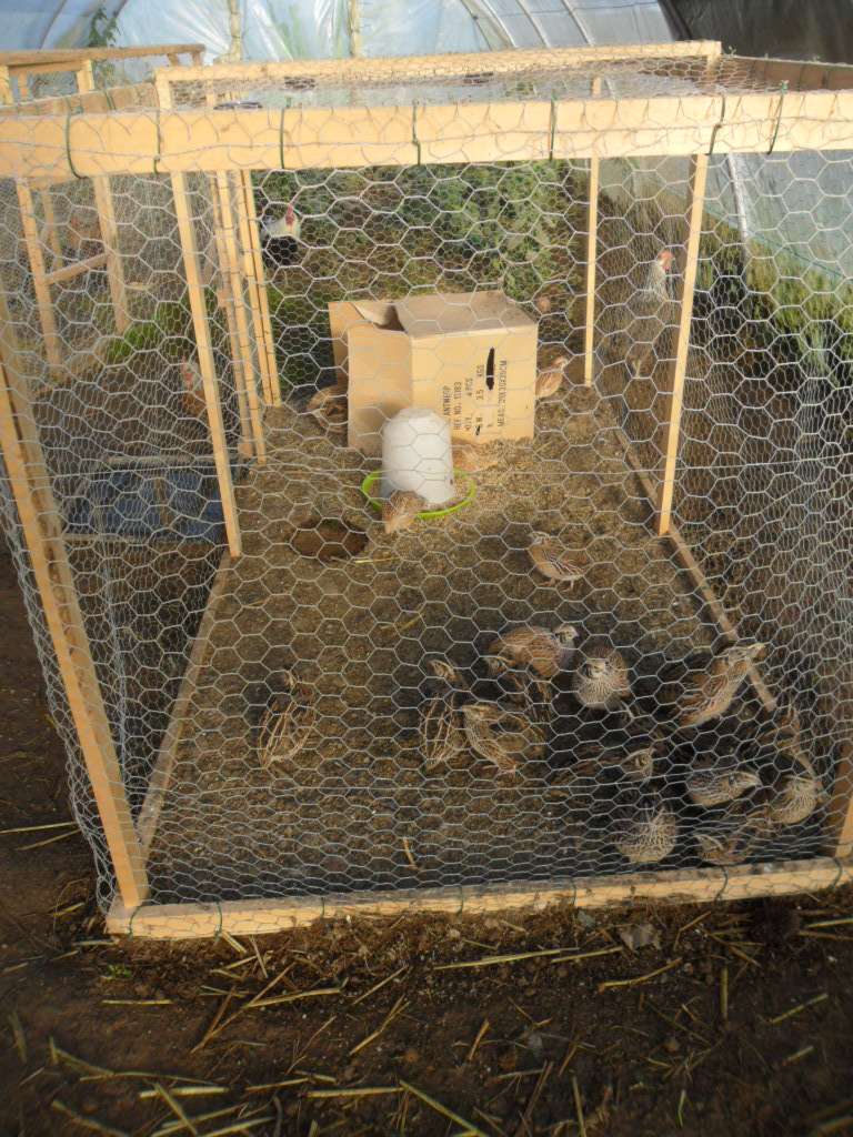 élevage de cailles au sol en petites volières Sam_2356