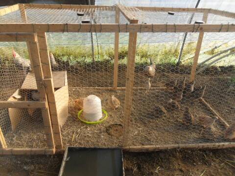 élevage de cailles au sol en petites volières