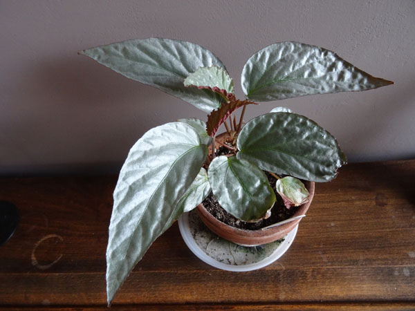 Begonia Hatacoa ‘Silver' Begoni10
