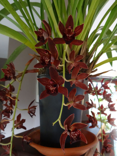 orchidées - floraisons du moment 2016 Cymbid12