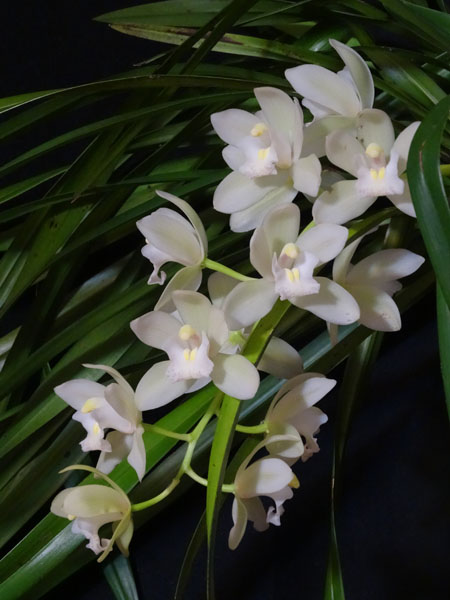 orchidées - floraisons du moment 2016 - Page 2 Cymbid15