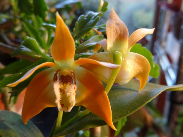 orchidées - floraisons du moment 2015 - Page 9 Dendro11