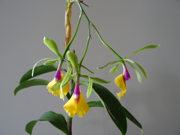 Epidendrum pseudepidendrum f.album : c'est UNE ARNAQUE ! Ob_6ee10