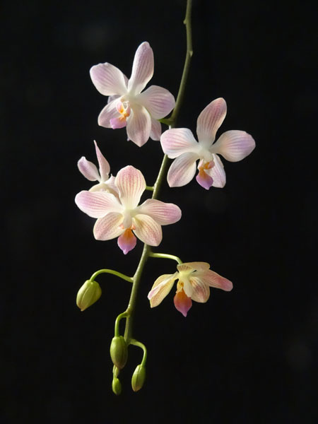 Phalaenopsis 'Janet Ragan' Phal_g11