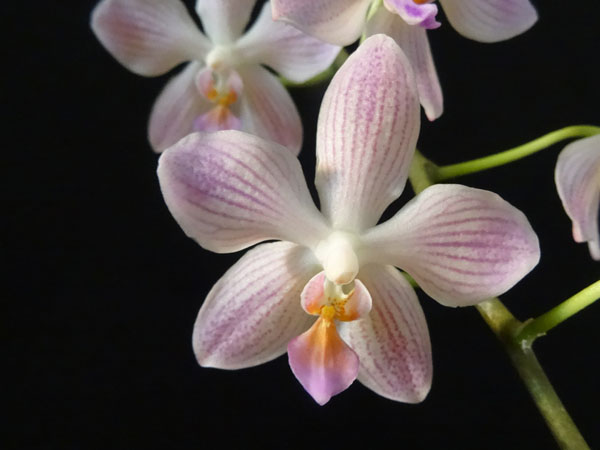 Phalaenopsis 'Janet Ragan' Phal_g12