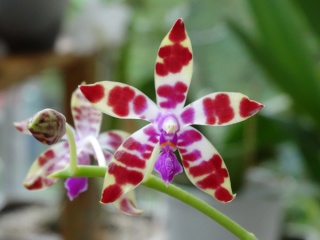 Phalaenopsis - hybrides primaires Phal_l10