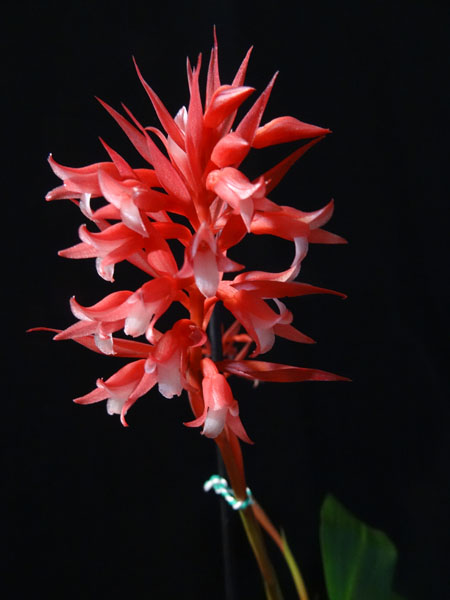 Stenorrhynchos speciosum Stenor12