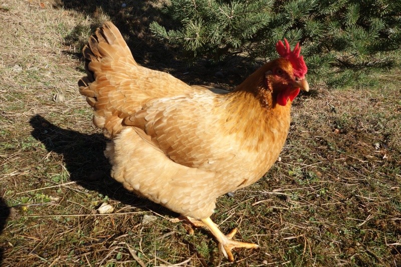 Poule blanche très sale -> douche ou pas? Dsc07420