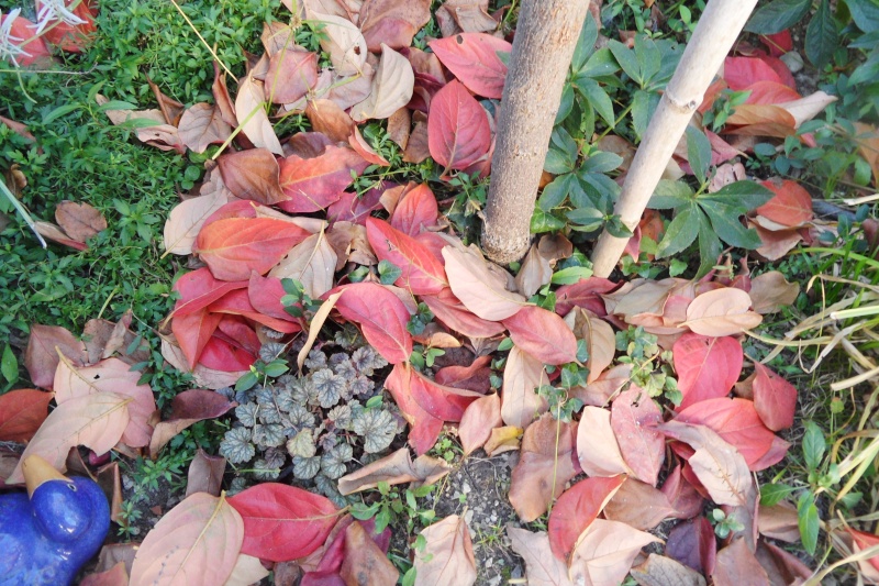 Les feuilles -une splendeur - Page 2 00511